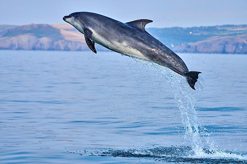 A bottlenose dolphin in the Cardigan Bay.