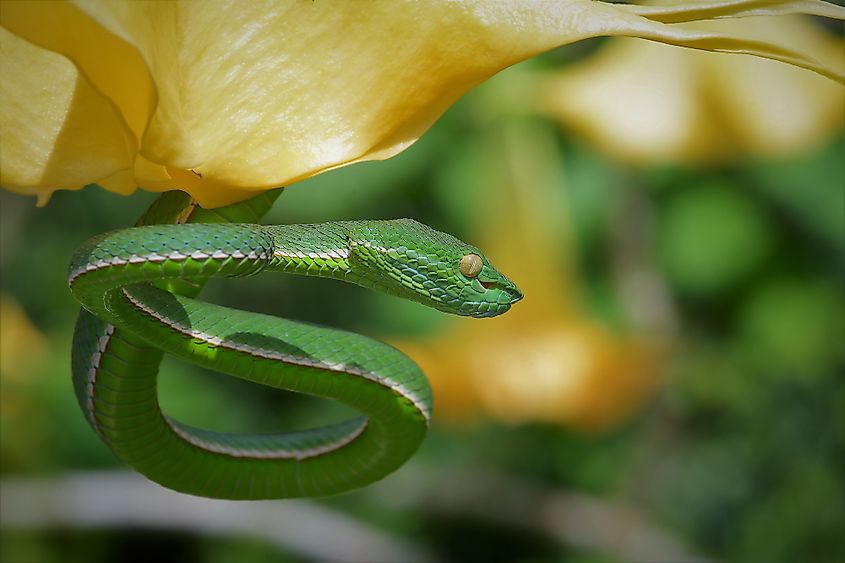 snake in Khao Yai