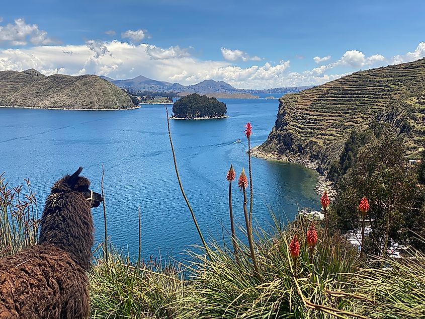 A view of Lake Titicaca and Chelleca island in the background. By EEJCC - Own work, CC BY-SA 4.0, Wikipedia.