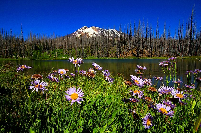 Wildflowers growing in the Mt. Hood National Forest.