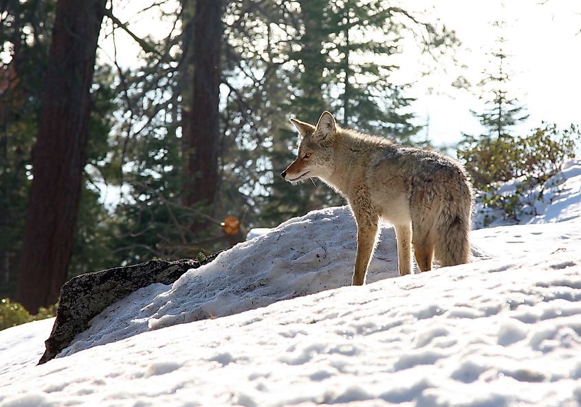 Sierra Nevada coyote