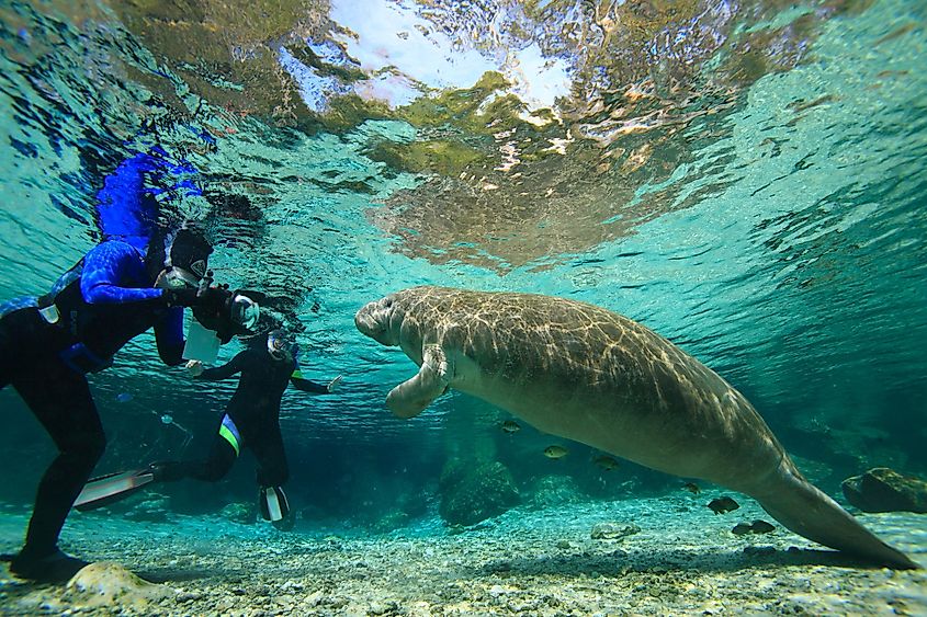 Manatees , Crystal River , Florida, Hot Springs.