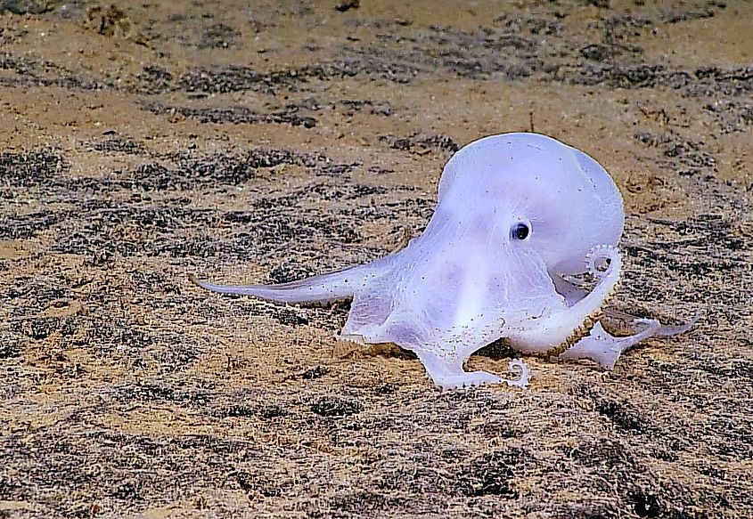 By National Marine Sanctuaries - PMNM - undescribed octopus, Public Domain, https://commons.wikimedia.org/w/index.php?curid=74812657