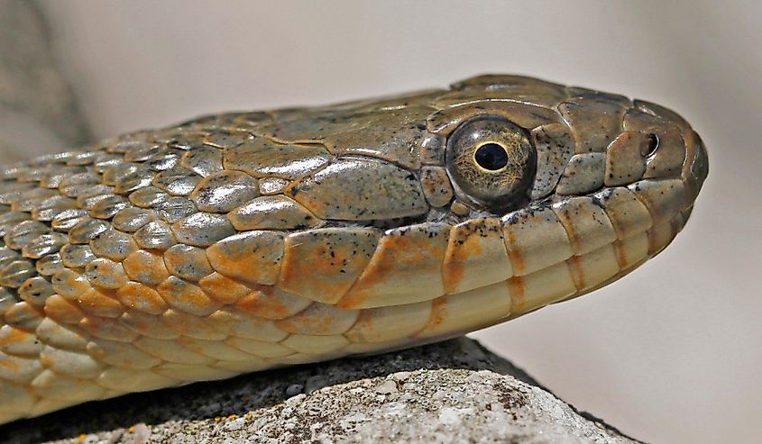 Lake Erie Watersnake (Nerodia sipedon insularum) basking on th rock by the Lake Erie at Lighthouse Point Provincial Nature Reserve in Pelee Island, Ontario, Canada