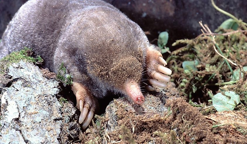 Eastern mole in dirt and grass