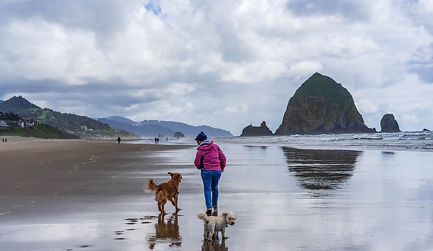 Dogs having great fun in Cannon Beach, Oregon