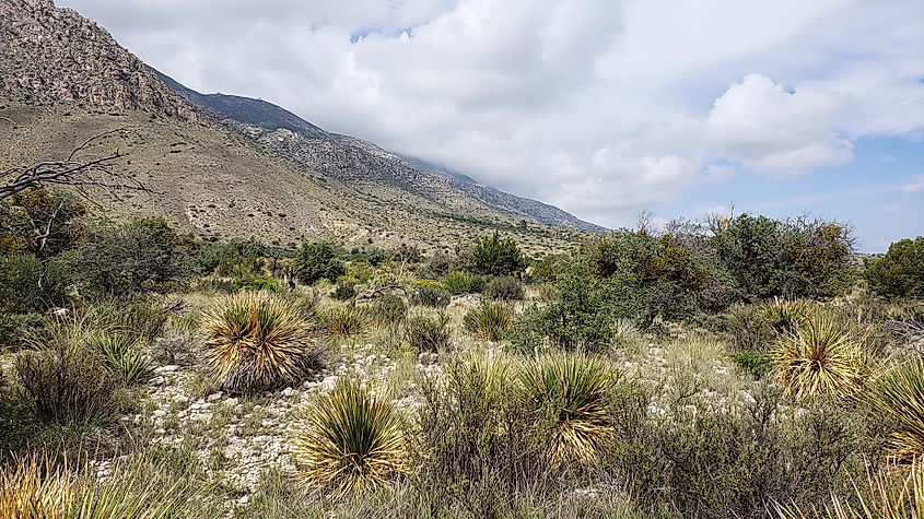 Guadalupe Mountains National Park, Texas. 