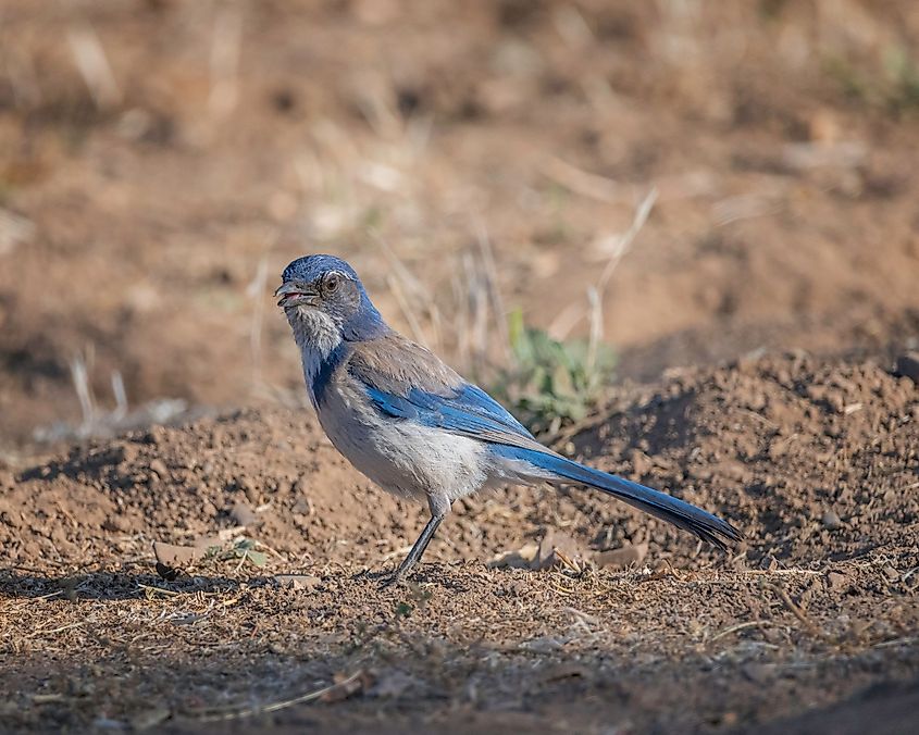 A California Scrub Jay searches for food on the ground at Lake Cachuma in Santa Barbara County, California