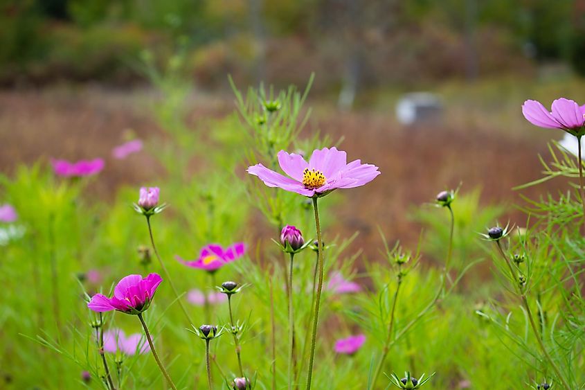 Flowers at Viles Arboretum in Augusta, Maine