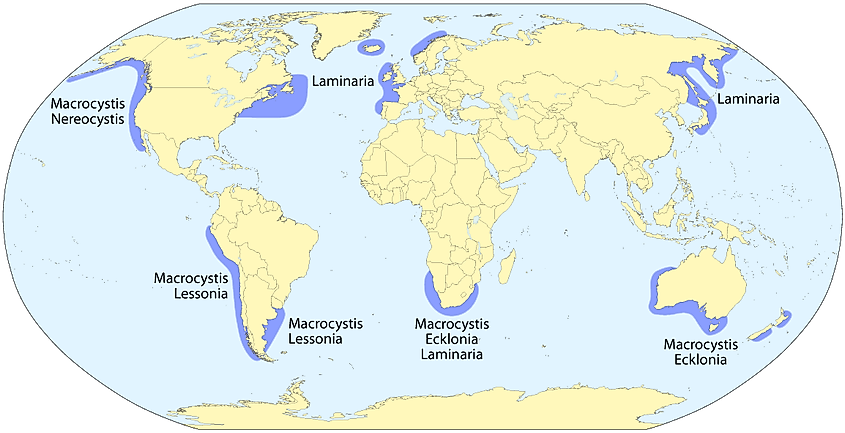 Distribution of kelp forests