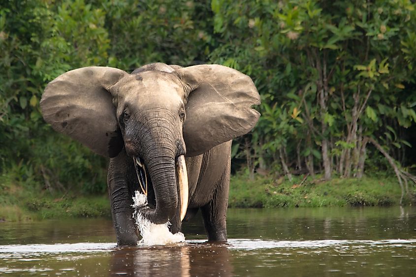 Forest elephant in the Congo Basin