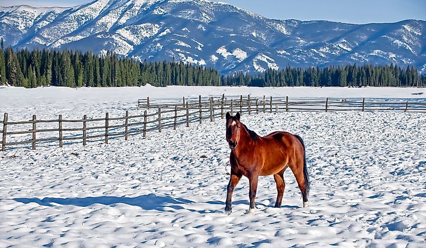 Chestnut colored horse standing in a snow-covered Bozeman, Montana field.