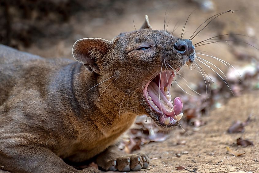A yawning fossa.