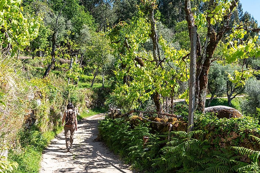 Peneda-Geres National Park, Portugal. Credit: imagoDens / Shutterstock