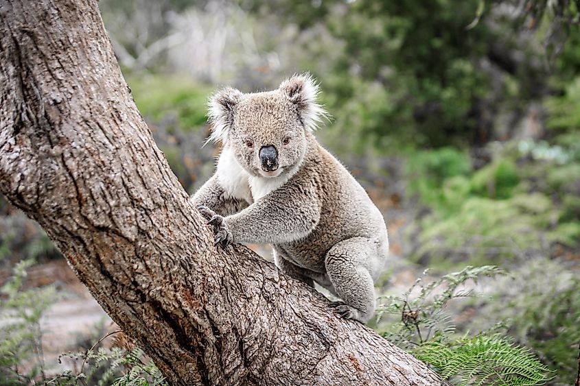 Koala Climbing a Tree in its Natural Australian Habitat, Raymond Island, Australia