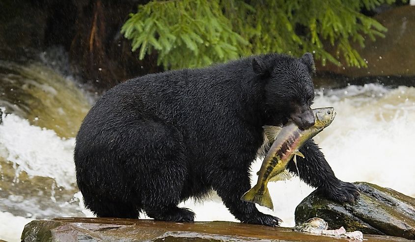 Black bear catching food during the salmon run.