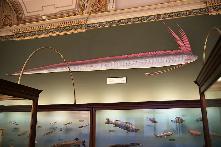 King of herrings or giant oarfish, Regalecus glesne, Naturhistorisches Museum Wien, shown in its museal context.
