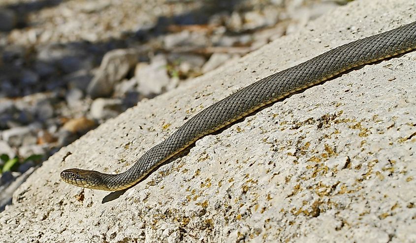 Lake Erie Watersnake (Nerodia sipedon insularum) at Lighthouse Point Provincial Nature Reserve in Pelee Island, Ontario, Canada.