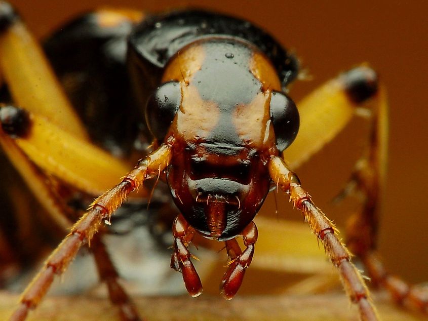 A Brachininae face close up.