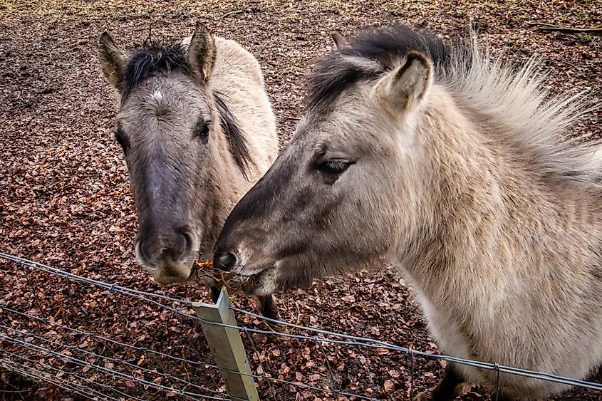 A hinny - a domestic equine hybrid.