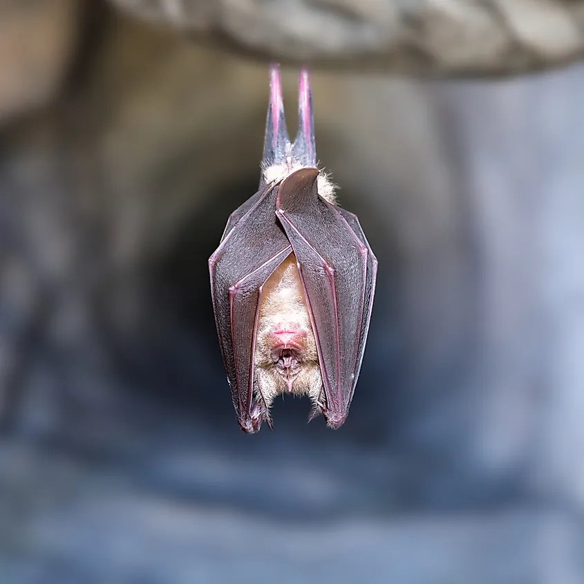 The greater long-nosed bat or Mexican long-nosed bat.