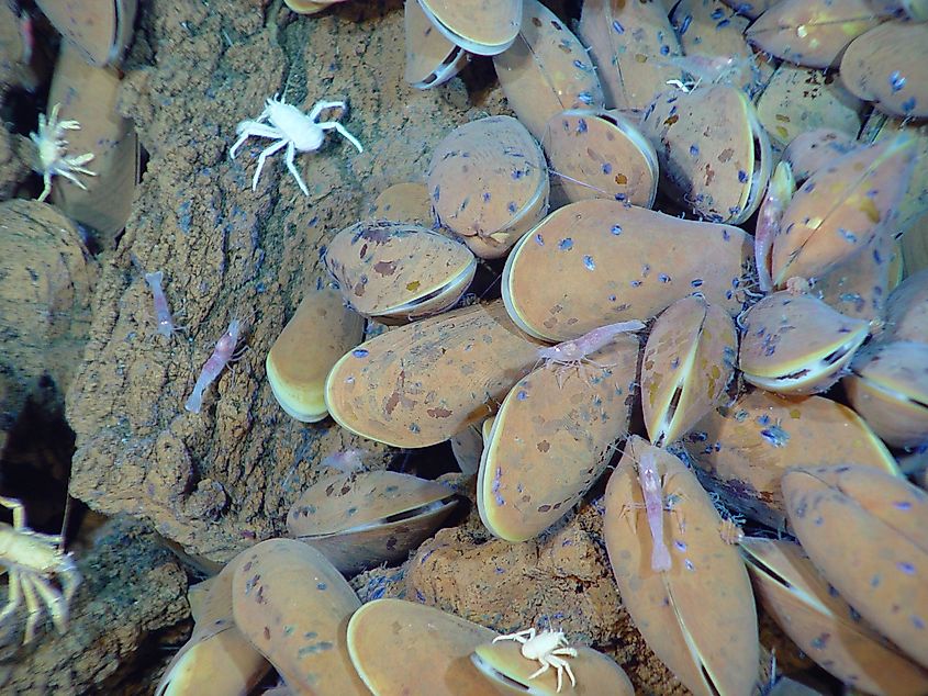 Mussels, Champagne vent. Editorial credit: NOAA Photo Library, CC BY 2.0, https://commons.wikimedia.org/w/index.php?curid=86704636