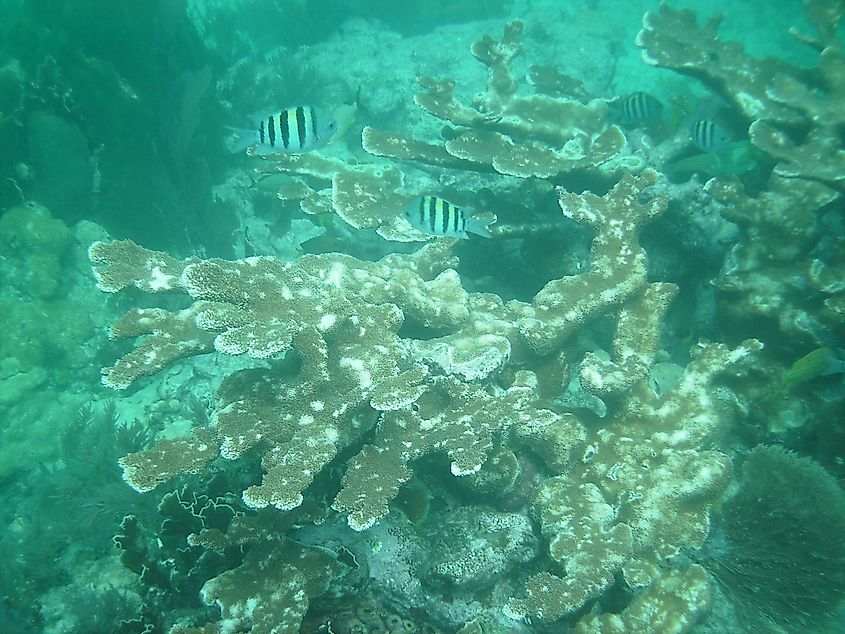 Elkhorn coral (Acropora palmata) on Molasses Reef
