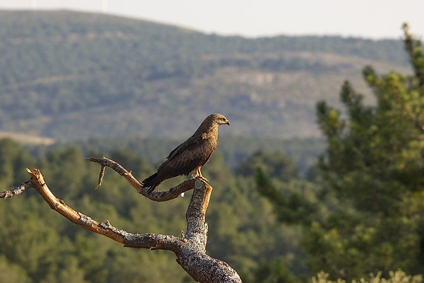 Hawk Mountain Sanctuary, PA