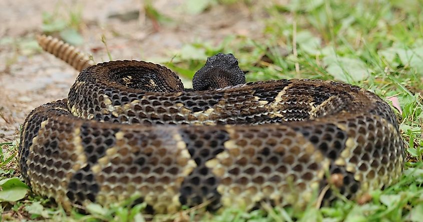 A timber rattlesnake in Mississippi.