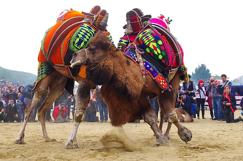 Two decorated bull camels wrestle as a crowd watches in Turkey