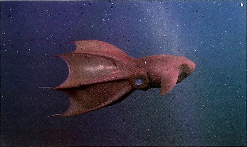 Vampire squid (Vampyroteuthis infenhili), a type of squid found in the bathypelagic zone.