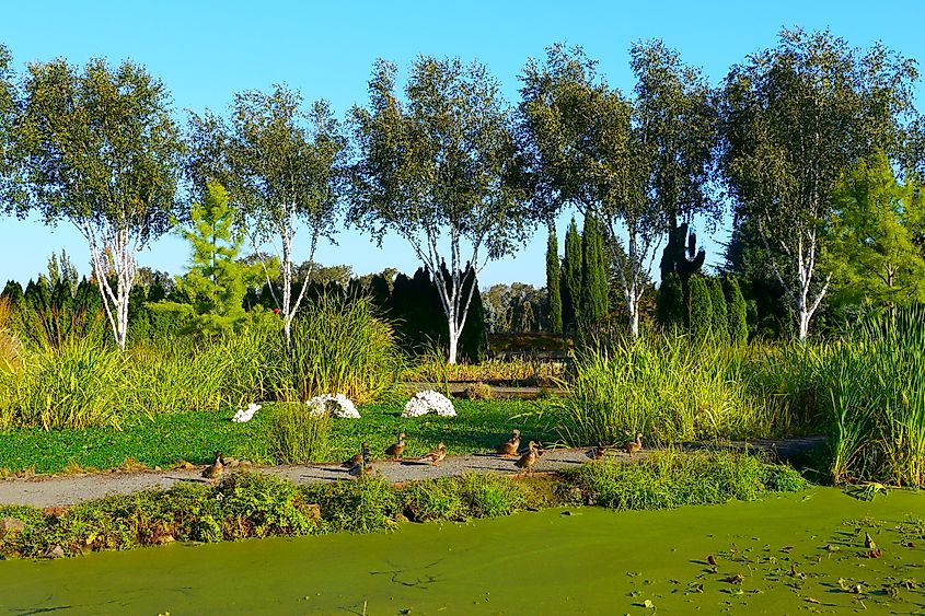 Ducks in the Oregon Garden in Silverton, Oregon.