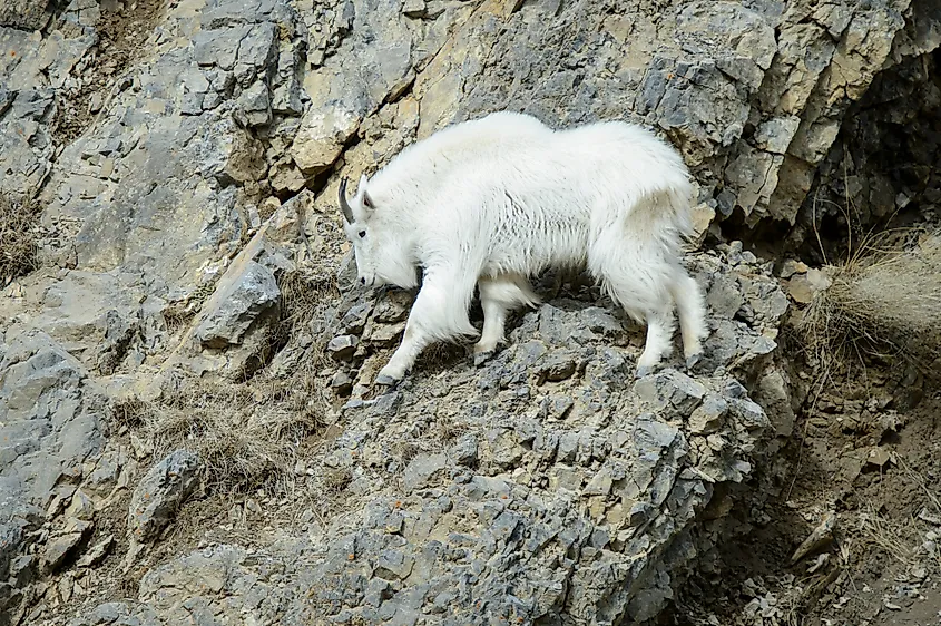 Mountain Goat (Oreamnos americanus) walking on on cliff, Wyoming, United states of America.