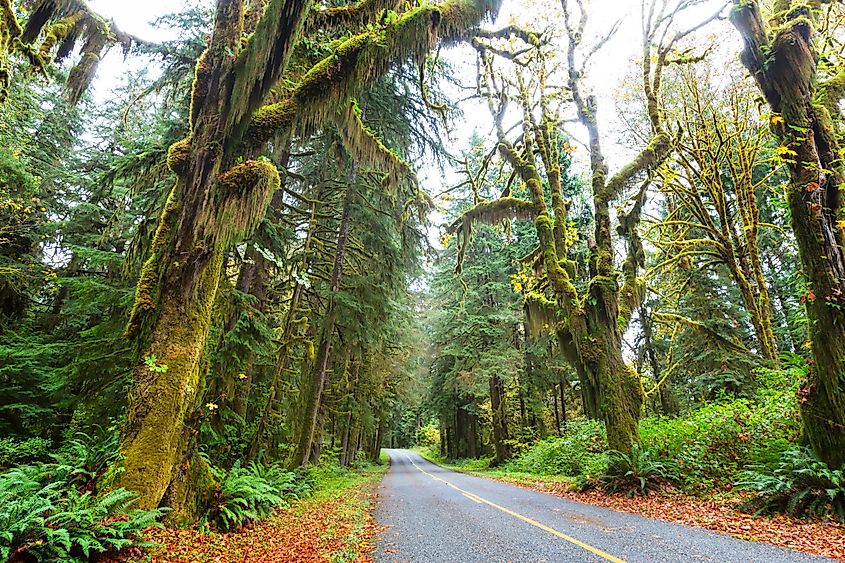 Autumn season in Hoh Rainforest, Olympic National Park, Washington