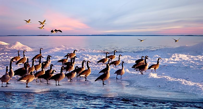 Lake Ontario wildlife