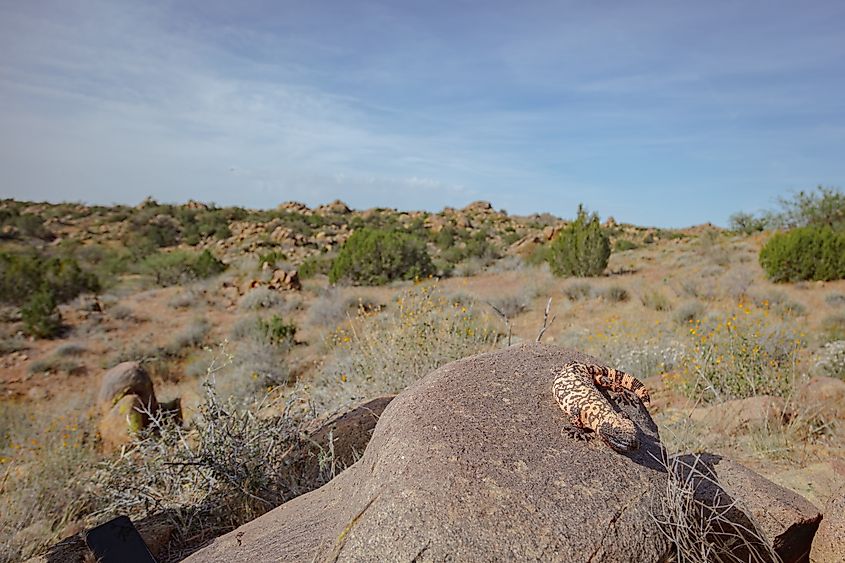 A Gila monster in its natural habitat.