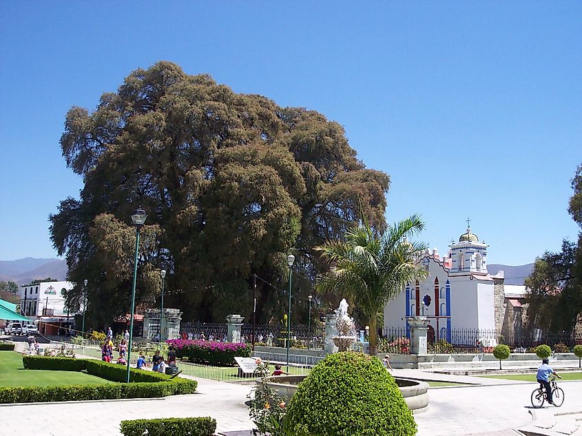  Full view of the Árbol del Tule - Credit Gengiskanhg via wikipedia.org