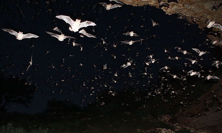 Animals That Live In Caves - WorldAtlas Animals That Live In Caves - WorldAtlas