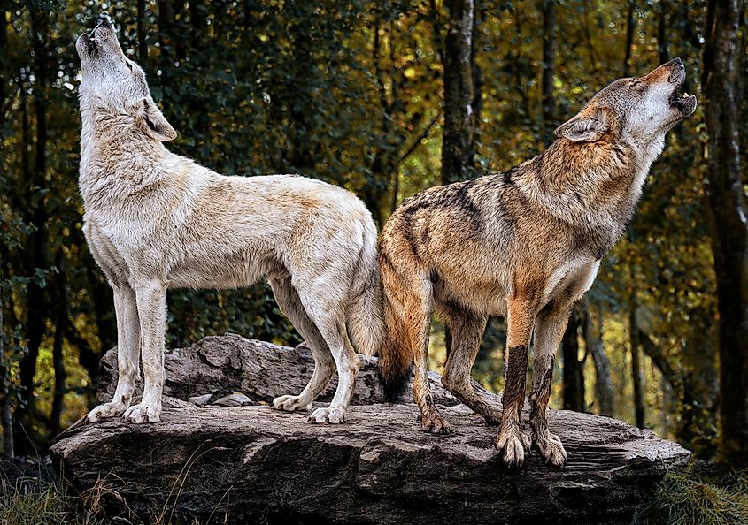 Two gray wolves howling.