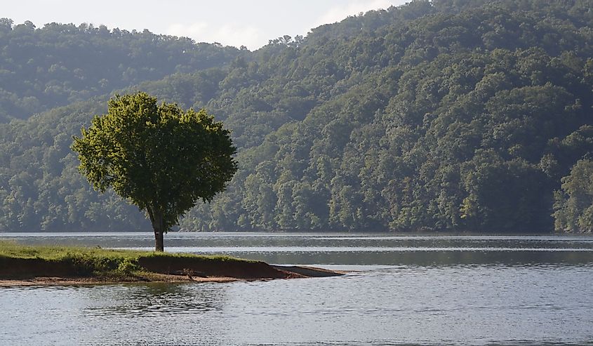 Single tree on Cherokee Lake in Tennessee