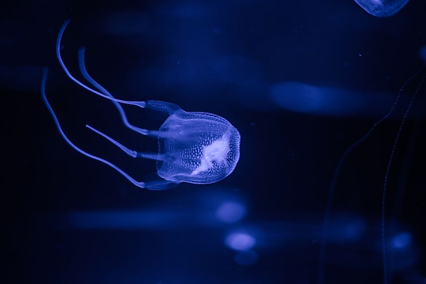 The World's 6 Most Dangerous Jellyfish WorldAtlas