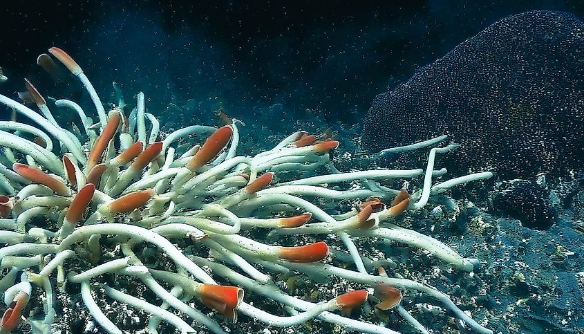 Giant Tube Worms Riftia pachyptila thriving at a deep-sea hydrothermal vent in the Mariana Trench.
