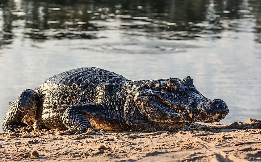 The Largest Reptiles in the World - WorldAtlas