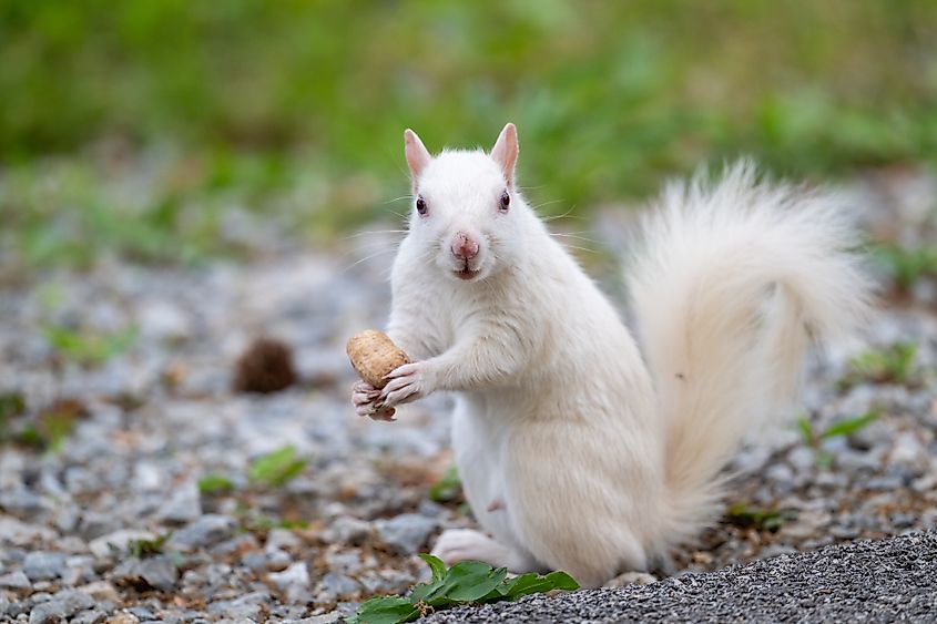 An albino squirrel eating a peanut along a roadway in the city park in Olney, Illinois