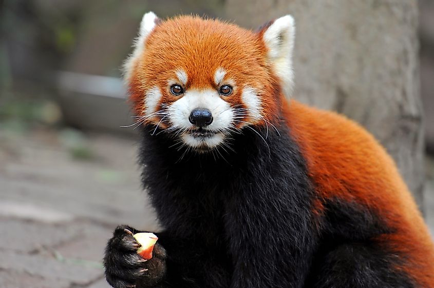 captive red panda