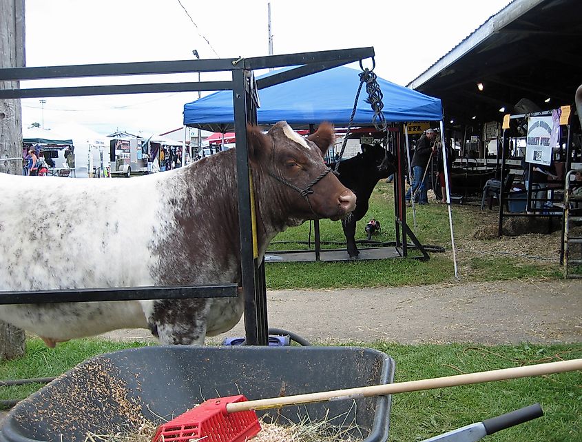 A steer being prepared to show outside the cattle barn at the Columbia County Fair.