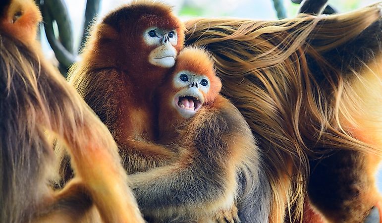 10 Animals Found In China WorldAtlas