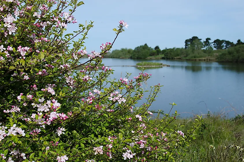 Wildflowers are Arcata Marsh, Arcata, California.