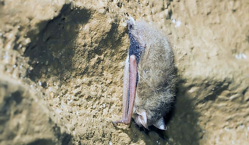 The Indiana bat (Myotis sodalis) is listed as an endangered species by the US