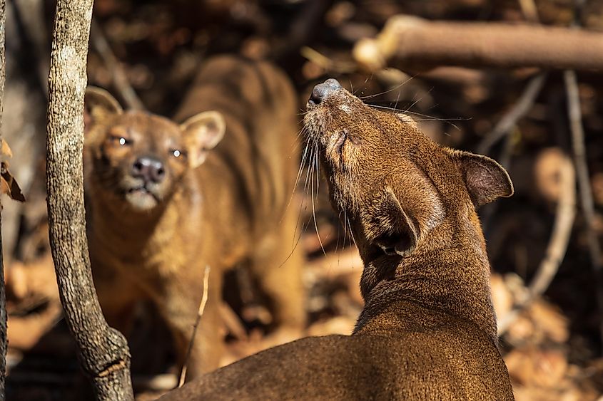 Two fossas interacting with each other.